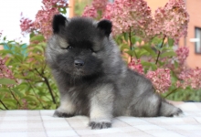 Олимпик Спирит Закирия