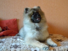 Олимпик Спирит Жазира, 4 месяца