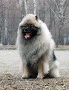 Олимпик Спирит Жиневра 