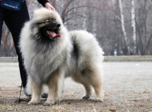 Олимпик Спирит Жиневра 