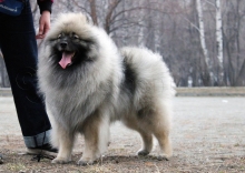 Олимпик Спирит Жиневра 