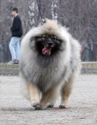 Олимпик Спирит Жиневра 