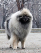 Олимпик Спирит Жиневра 