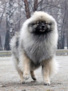 Олимпик Спирит Жиневра 