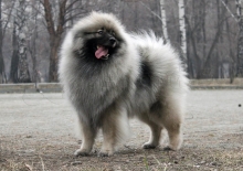Олимпик Спирит Жиневра 