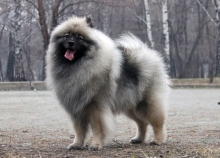 Олимпик Спирит Жиневра 