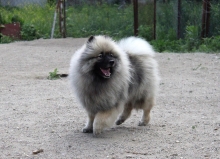 Олимпик Спирит Жиневра 