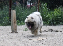 Олимпик Спирит Жиневра 