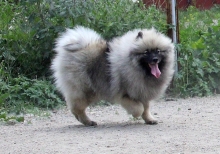 Олимпик Спирит Жиневра 