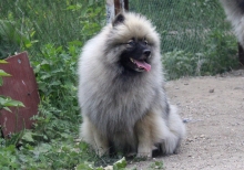 Олимпик Спирит Жиневра 
