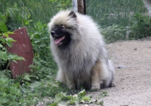 Олимпик Спирит Жиневра 