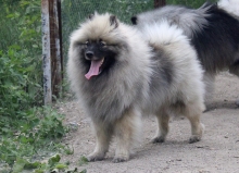 Олимпик Спирит Жиневра 