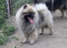 Олимпик Спирит Жиневра 