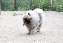 Олимпик Спирит Жиневра 