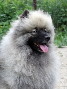 Олимпик Спирит Жиневра 