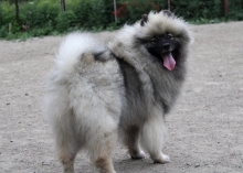 Олимпик Спирит Жиневра 