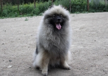 Олимпик Спирит Жиневра 
