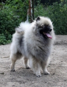 Олимпик Спирит Жиневра 
