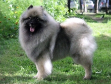 Олимпик Спирит Жиневра 