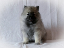 Олимпик Спирит Жиневра, 2 месяца