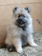Олимпик Спирит Жиневра, 2 месяца