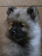 Олимпик Спирит Жиневра, 2 месяца