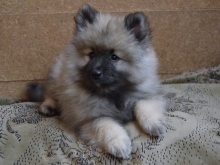 Олимпик Спирит Жиневра, 2 месяца