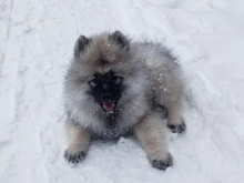 Олимпик Спирит Жиневра, 3 месяца