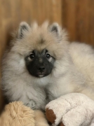 Олимпик Спирит Жиневра, 4 месяца