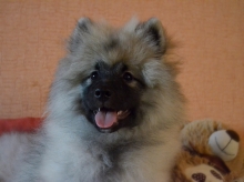 Олимпик Спирит Жиневра, 4 месяца