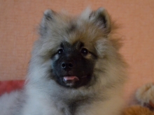 Олимпик Спирит Жиневра, 4 месяца