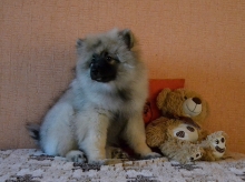 Олимпик Спирит Жиневра, 4 месяца