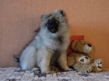 Олимпик Спирит Жиневра, 4 месяца