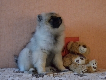 Олимпик Спирит Жиневра, 4 месяца