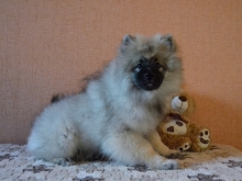 Олимпик Спирит Жиневра, 4 месяца