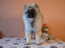 Олимпик Спирит Жиневра, 4 месяца