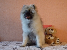 Олимпик Спирит Жиневра, 4 месяца