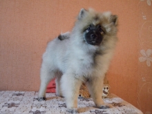 Олимпик Спирит Жиневра, 4 месяца