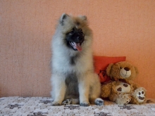 Олимпик Спирит Жиневра, 4 месяца
