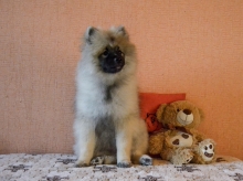 Олимпик Спирит Жиневра, 4 месяца