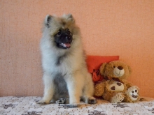 Олимпик Спирит Жиневра, 4 месяца