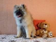 Олимпик Спирит Жиневра, 4 месяца