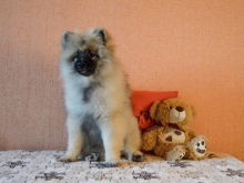 Олимпик Спирит Жиневра, 4 месяца
