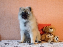 Олимпик Спирит Жиневра, 4 месяца