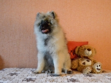 Олимпик Спирит Жиневра, 4 месяца