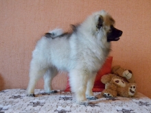 Олимпик Спирит Жиневра, 4 месяца