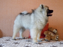 Олимпик Спирит Жиневра, 4 месяца