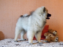 Олимпик Спирит Жиневра, 4 месяца