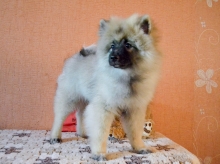 Олимпик Спирит Жиневра, 4 месяца