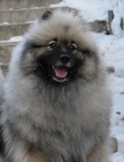 Олимпик Спирит Жиневра 